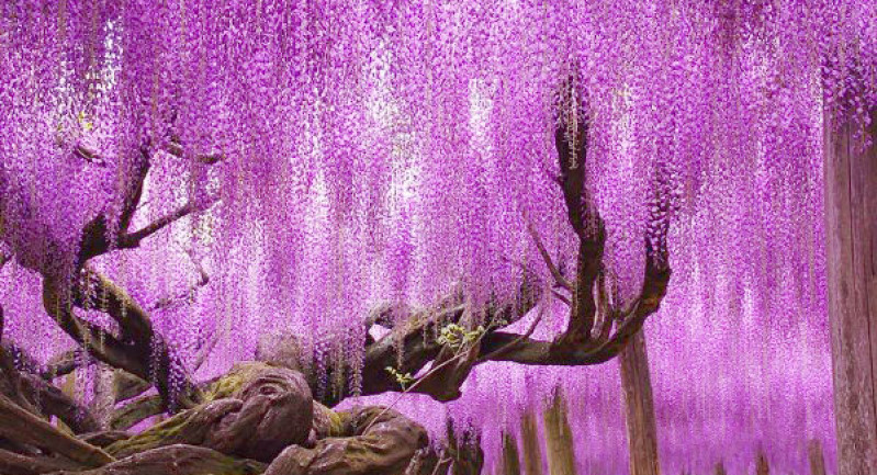 Thiên đường hoa tử đằng nở rộ ở Nhật Bản - VnExpress Du lịch